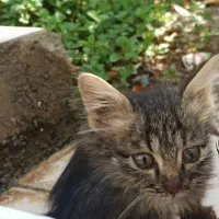 واگذاری گربه|گربه|داراب, |دیوار