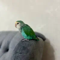 طوطی برزیلی آشتی|پرنده|بندرعباس, |دیوار