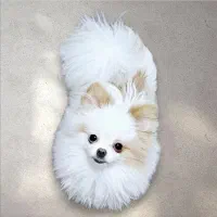 پامر خرسی نر پامرانین عروسکی|سگ|تهران, توحید|دیوار