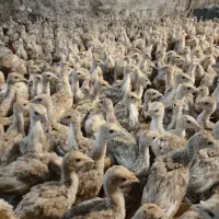 جوجه بوقلمون