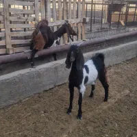 ۲راس بزغاله ماده پاکستانی|حیوانات مزرعه|شاهدشهر, |دیوار