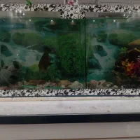 آکواریوم بزرگ سالم|ماهی|تایباد, |دیوار