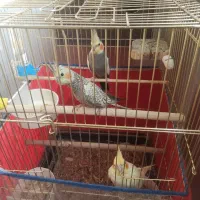 عروس هلندی پنج عدد