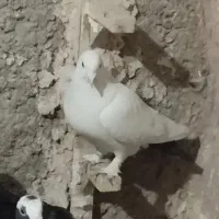 نر دمسیاه قدیمی ذات دار