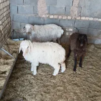 دوعددبره ماده شیررگای