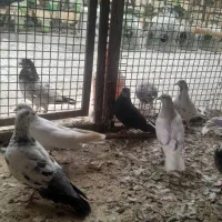 کبوتر به شرط سالم بودن