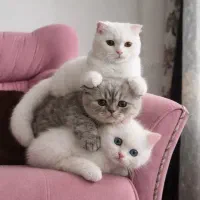 گربه اسکاتیش