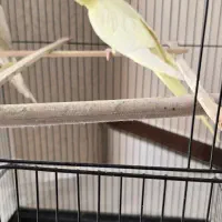 جفت عروس هلندی لوتینو|پرنده|بیرجند, |دیوار