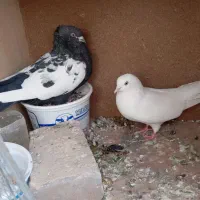 کفتر خوب|پرنده|یزد, |دیوار