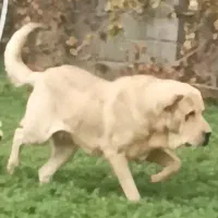 سگ پژدر اصیل