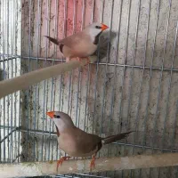 انواع فنچ|پرنده|برازجان, |دیوار