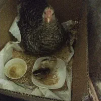 چوچه خونگی اصل زیر مرغ