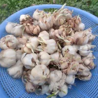 سیرمحلی دانه درشت آماده نشا