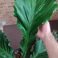 انتریوم موج عشق