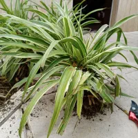 گل گندمی بزرگ|گل و گیاه طبیعی|مشهد, شهید بهشتی|دیوار