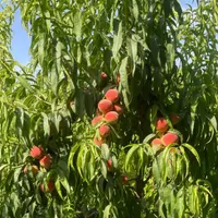 باغ ۲۰۰۰ متری درحاشیه جاده روستای بیار ، آشخانه|فروش زمین و ملک کلنگی|آشخانه, |دیوار