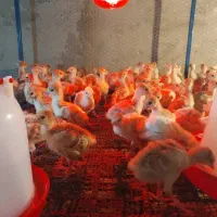 جوجه بوقلمون