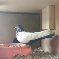 مادع‌سینه‌سیا‌