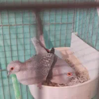 کبوتر خانگی وسهره ماده جوجه قفس