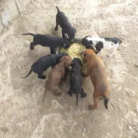 سگ شکاری موسیمی