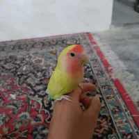 طوطی برزیلی|پرنده|شهریار, رضی آباد بالا|دیوار