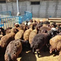 فروش میش هترو ومیش همو  و نر بز سانن والپا وموهر