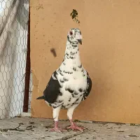 کفتر بزک سینه سفید کشکی