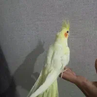 عروس هلندی نر نیمه رام|پرنده|بندرعباس, |دیوار