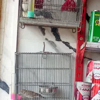 سهره خاکی|پرنده|پاکدشت, خاتون آباد|دیوار