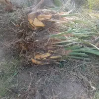 جُنگ درخت یا پاجوش