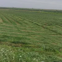 یونجه خوب خالص گل دار