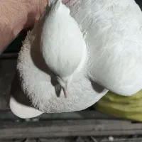 خوشونه لون|پرنده|خرم‌آباد, |دیوار