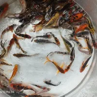 ماهی کوی|ماهی|یزد, |دیوار