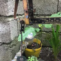 قپان|فروشگاه و مغازه|رودسر, |دیوار