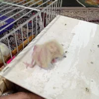 جفت عروس پاریس مولدباجوجه|پرنده|اهواز, منبع اب|دیوار