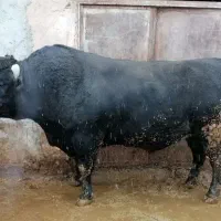 گوساله نر