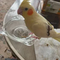 جوجه عروس هلندی دو و نیم ماهه