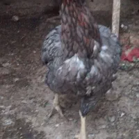 نژاد دار مرغ و خروس