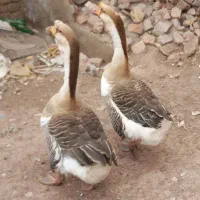 دوعدد قوغاز نر  یک ساله