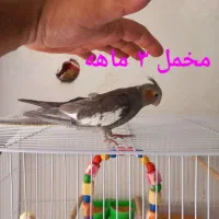 جفت عروس مولد سالم با دو تا جوجه ۳ماهه و ۲عدد قفس|پرنده|مشهد, هدایت|دیوار