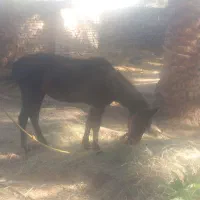 اسب مادیان سن ۴سال تازه سواری