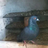 یک کبوتر زاغ ۱۵۰معاوضه هم دارم با هرچی|پرنده|گنبد کاووس, |دیوار