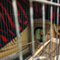 شاه طوطی مولد