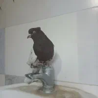 نرکله ای سرخ ب شرط تخم جوجه