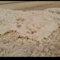 کاه گندم دیمی کردستان