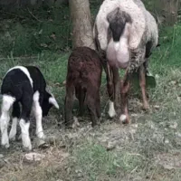 گوسفند رومانوف دو قولو زا با دو بره نر و ماده