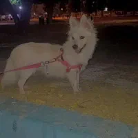 سگ.