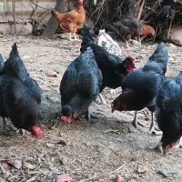 مرغ محلی+ نیمچه خروس گلین|حیوانات مزرعه|رامیان, |دیوار