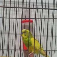 یک عدد مرغ عشق سالم و سرحال آماده فروش