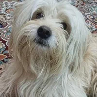 سگ شیتزو۲/۹گمشده حوالی فلکه خاتون همراه بامژدگانی|حیوانات|شیراز, شیشهگری|دیوار